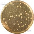 Plate Count Agar