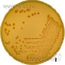 Aeromonas Agar