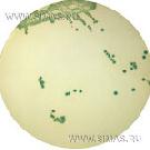 Harlequin CSA-DFI - Cronobacter sakazakii Agar DFI Formulation